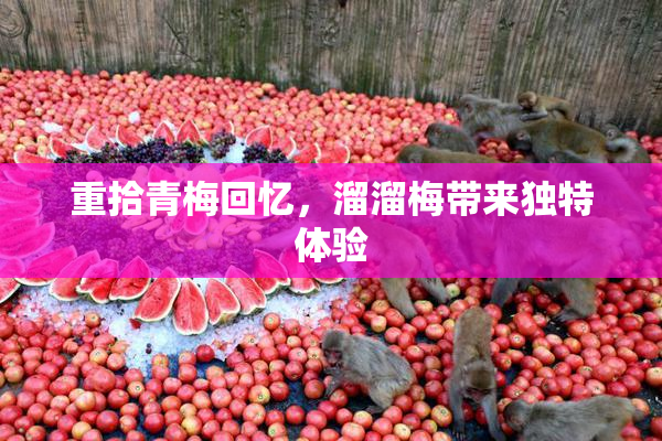 重拾青梅回忆，溜溜梅带来独特体验