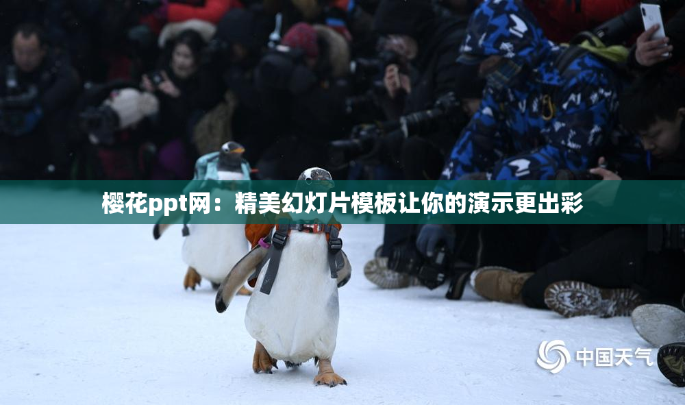 樱花ppt网：精美幻灯片模板让你的演示更出彩