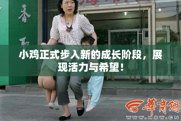小鸡正式步入新的成长阶段，展现活力与希望！