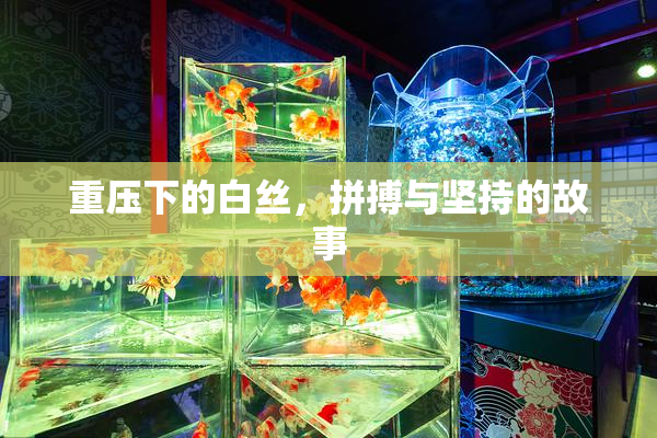 重压下的白丝，拼搏与坚持的故事