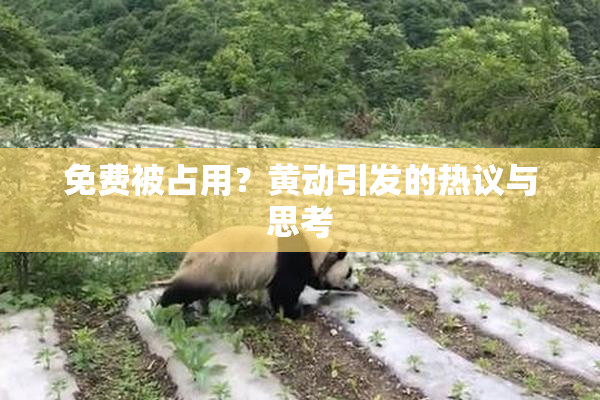 免费被占用？黄动引发的热议与思考