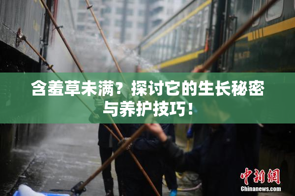 含羞草未满？探讨它的生长秘密与养护技巧！