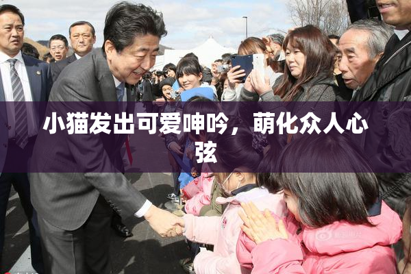 小猫发出可爱呻吟，萌化众人心弦