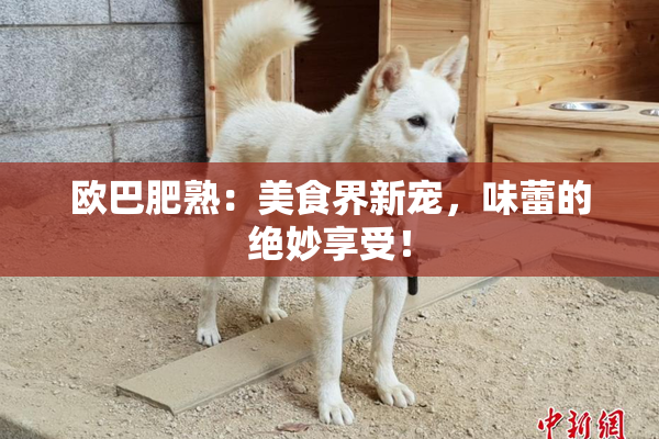 欧巴肥熟：美食界新宠，味蕾的绝妙享受！