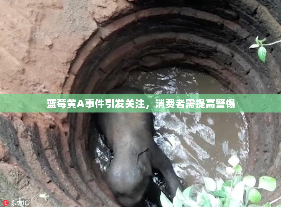 蓝莓黄A事件引发关注，消费者需提高警惕