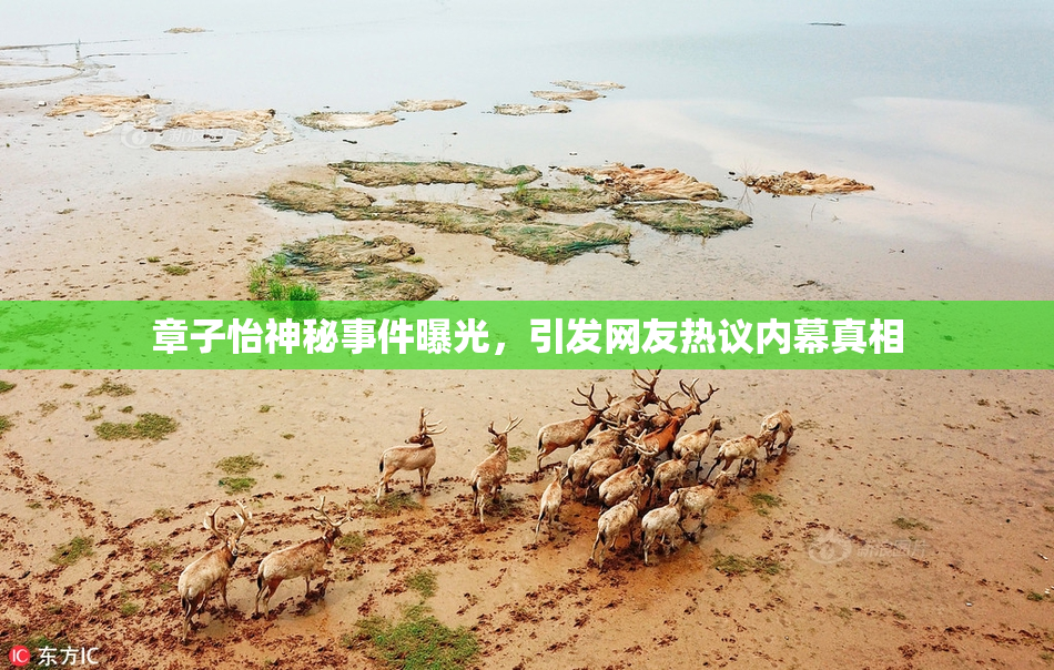 章子怡神秘事件曝光，引发网友热议内幕真相