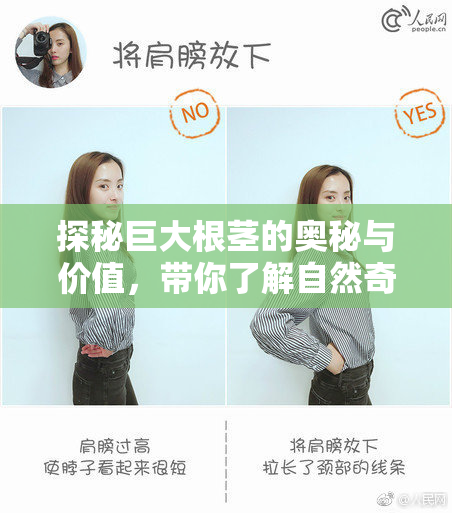 探秘巨大根茎的奥秘与价值，带你了解自然奇观