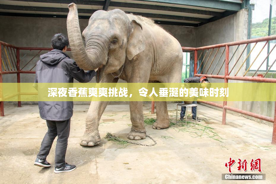 深夜香蕉爽爽挑战，令人垂涎的美味时刻