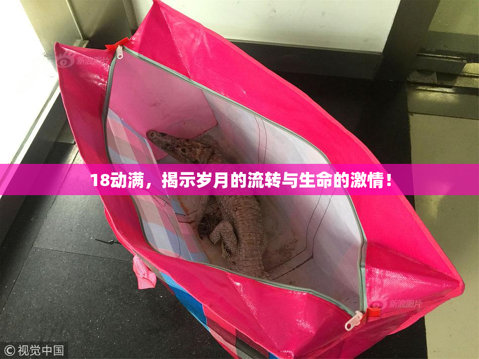 18动满，揭示岁月的流转与生命的激情！