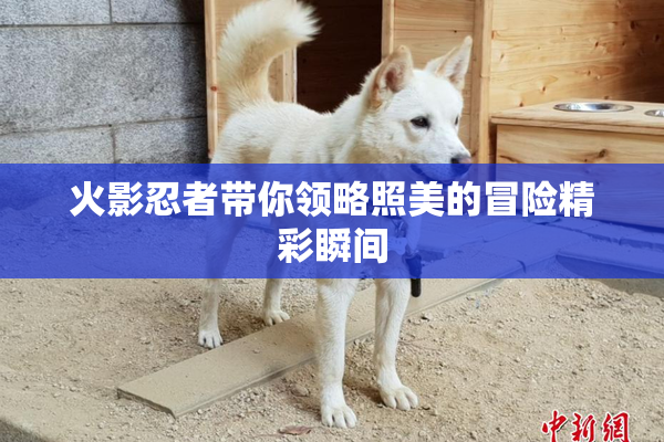 火影忍者带你领略照美的冒险精彩瞬间