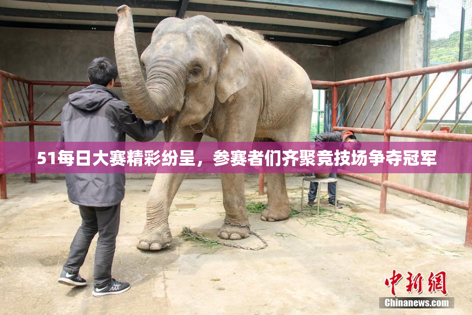 51每日大赛精彩纷呈，参赛者们齐聚竞技场争夺冠军