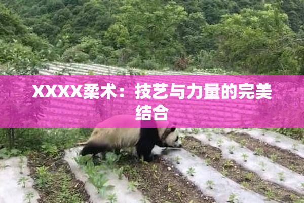 XXXX柔术：技艺与力量的完美结合