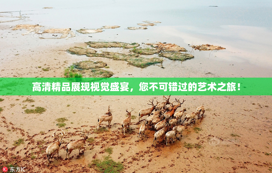 高清精品展现视觉盛宴，您不可错过的艺术之旅！