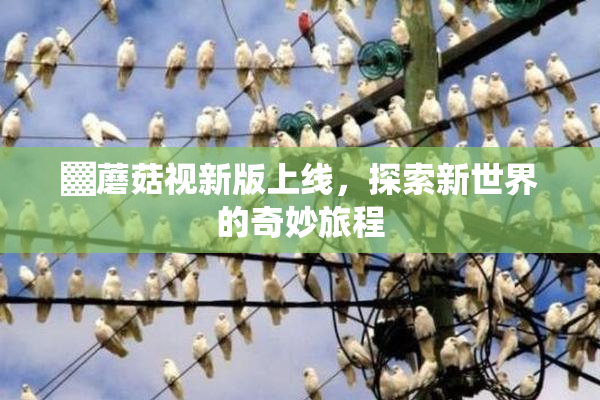 ▓蘑菇视新版上线，探索新世界的奇妙旅程