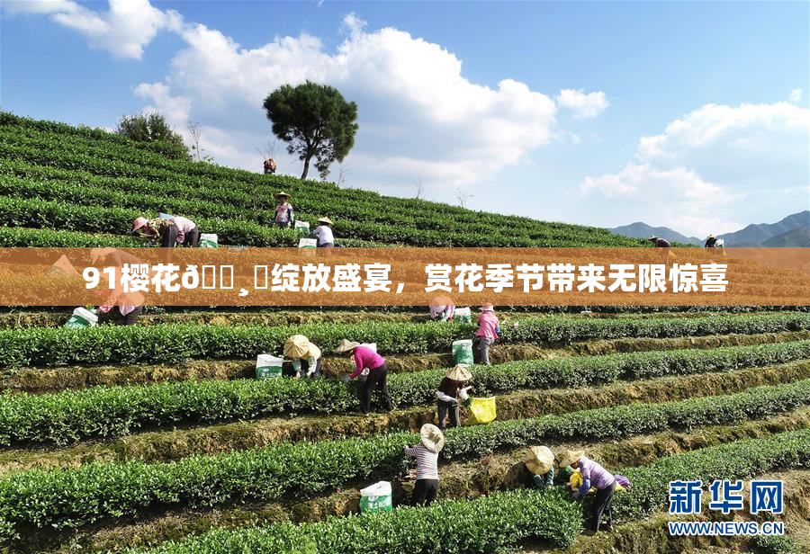 91樱花🌸‌绽放盛宴，赏花季节带来无限惊喜