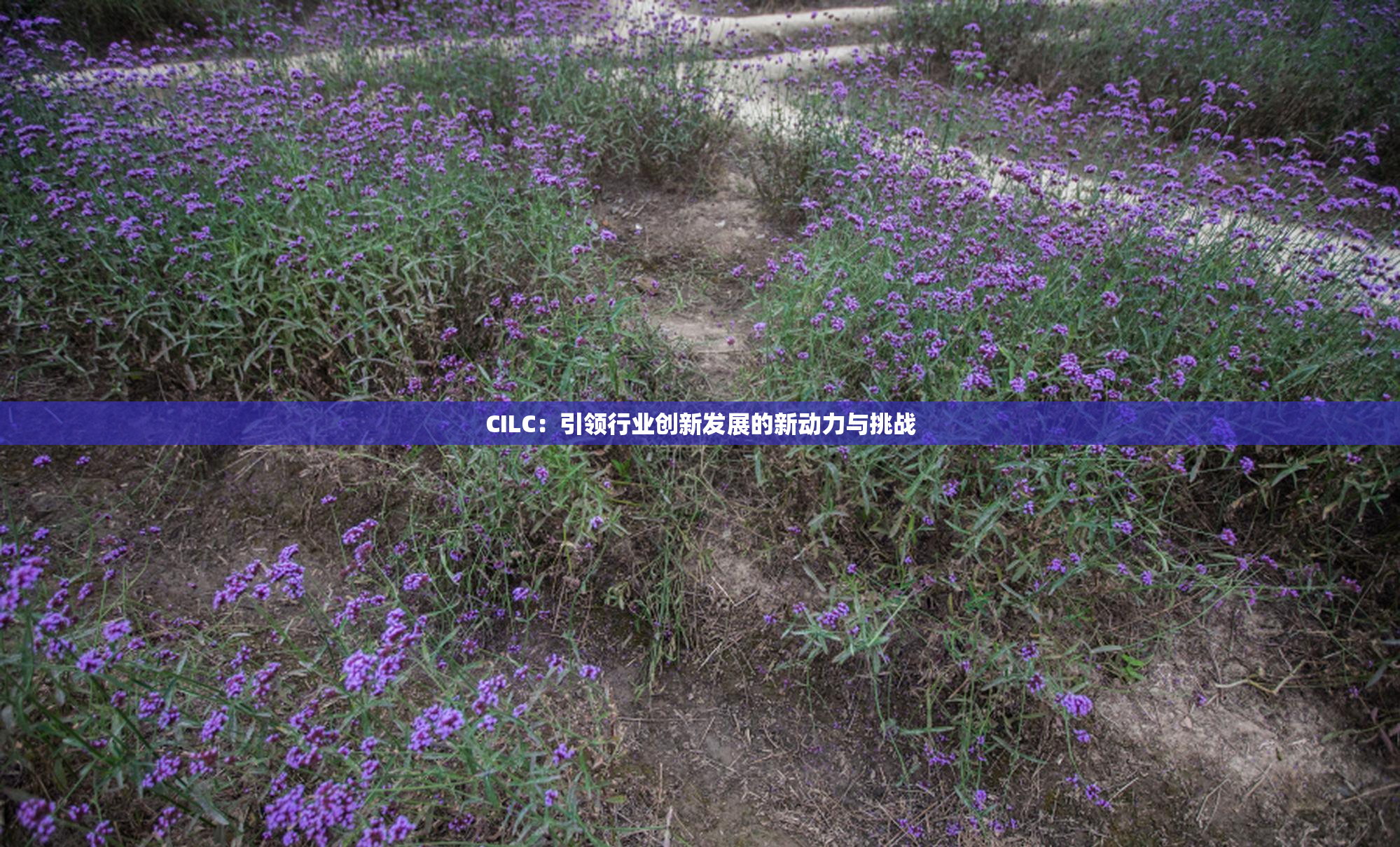 CILC：引领行业创新发展的新动力与挑战