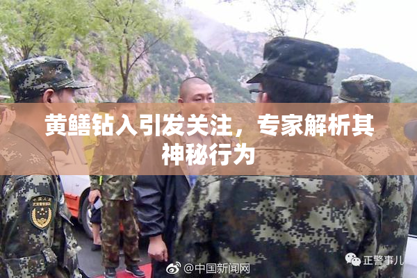 黄鳝钻入引发关注，专家解析其神秘行为