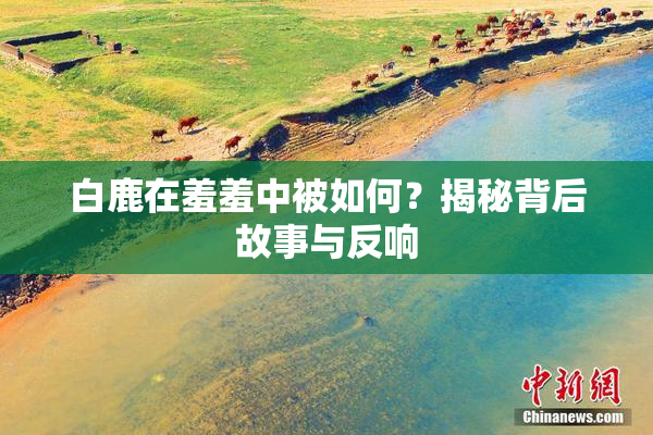 白鹿在羞羞中被如何？揭秘背后故事与反响
