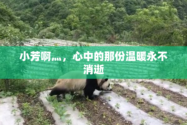 小芳啊灬，心中的那份温暖永不消逝
