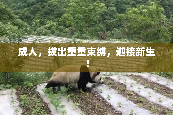 成人，拔出重重束缚，迎接新生！