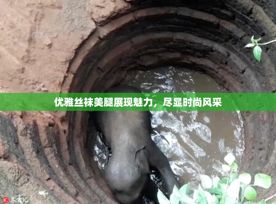 优雅丝袜美腿展现魅力，尽显时尚风采