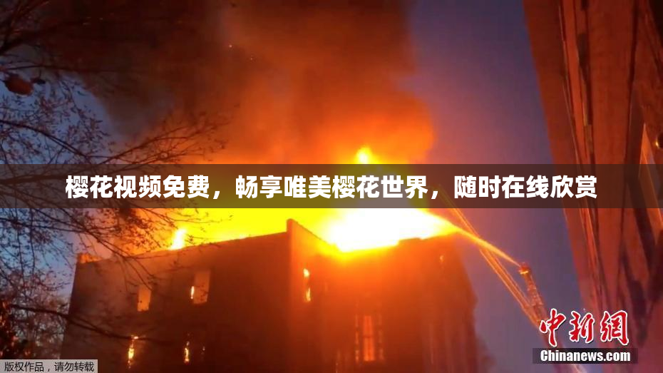樱花视频免费，畅享唯美樱花世界，随时在线欣赏