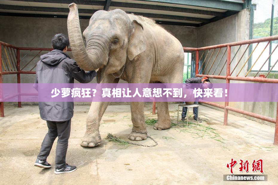 少萝疯狂？真相让人意想不到，快来看！