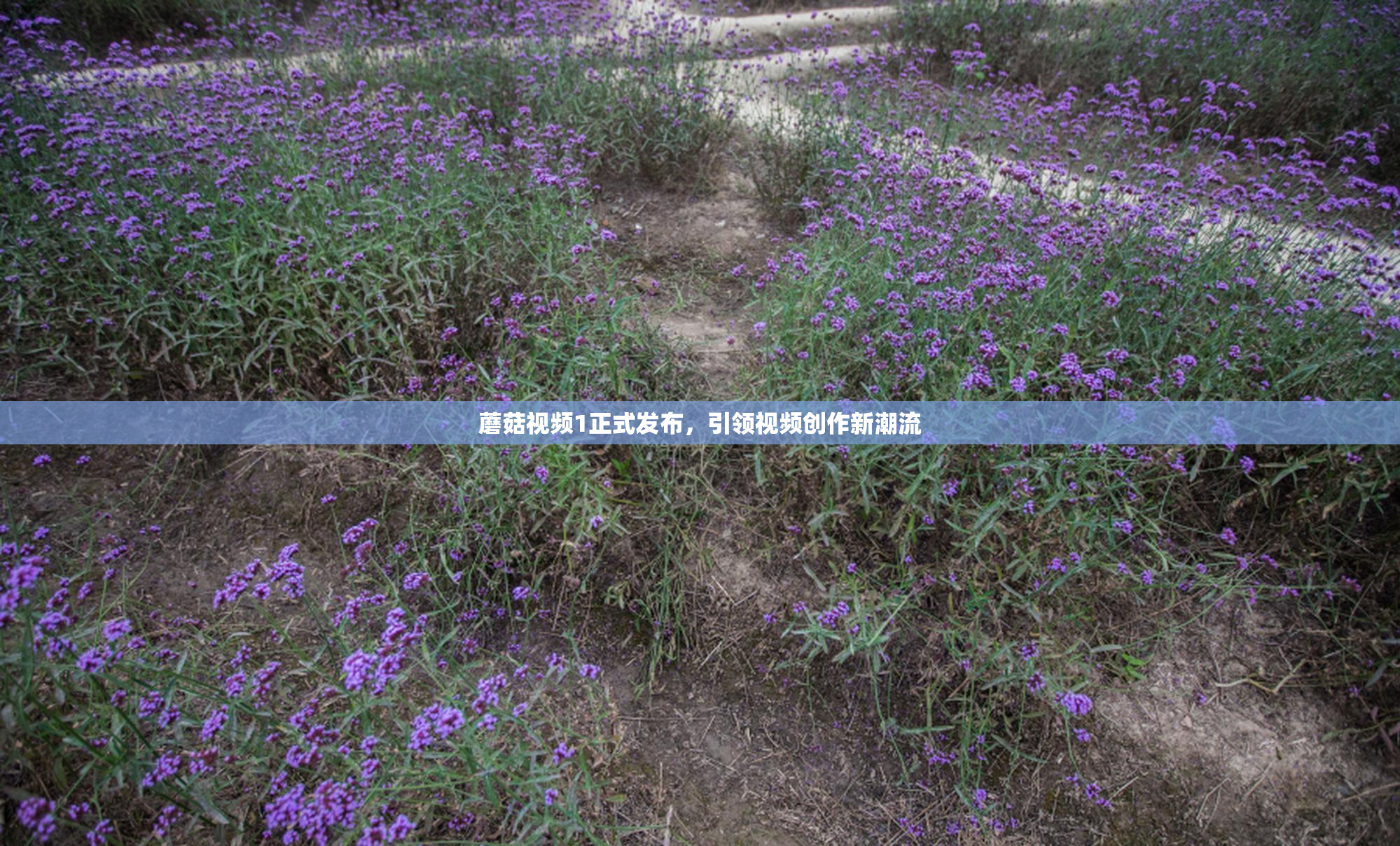 蘑菇视频1正式发布，引领视频创作新潮流