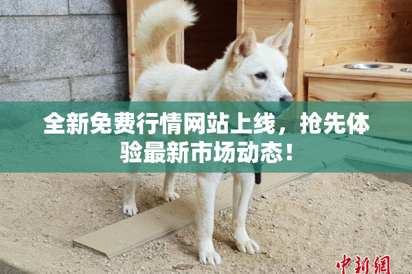 全新免费行情网站上线，抢先体验最新市场动态！