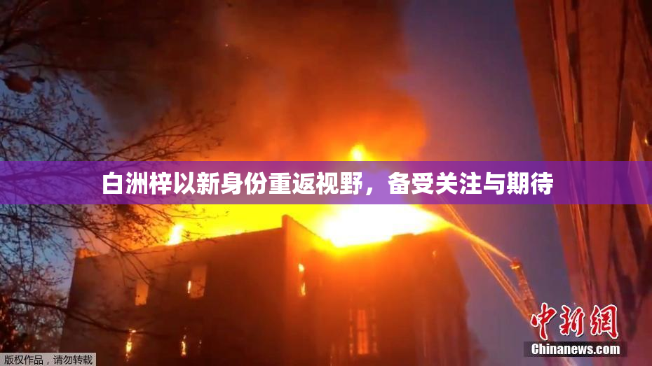 白洲梓以新身份重返视野，备受关注与期待