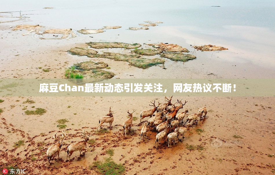 麻豆Chan最新动态引发关注，网友热议不断！