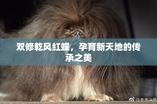 双修乾风红蝶，孕育新天地的传承之美