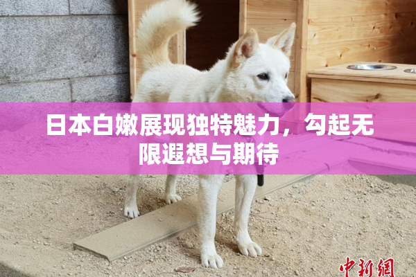 日本白嫩展现独特魅力，勾起无限遐想与期待