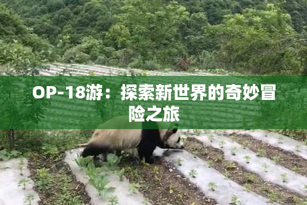 OP-18游：探索新世界的奇妙冒险之旅