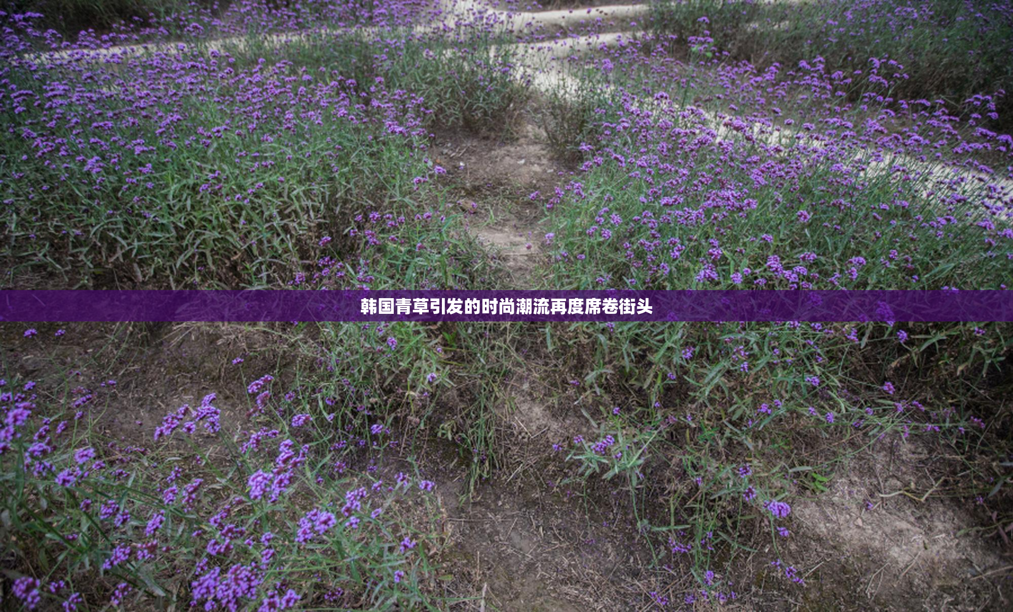 韩国青草引发的时尚潮流再度席卷街头