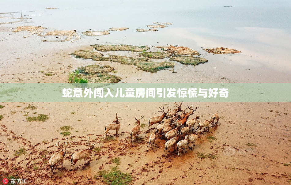 蛇意外闯入儿童房间引发惊慌与好奇