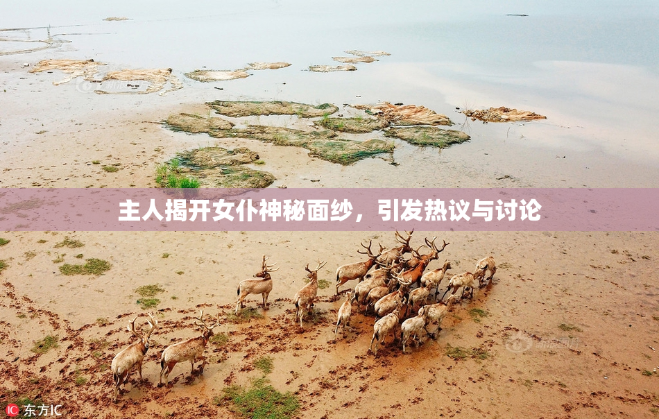 主人揭开女仆神秘面纱，引发热议与讨论