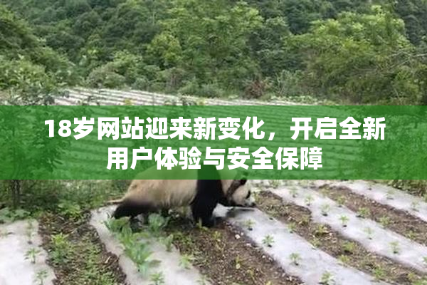18岁网站迎来新变化，开启全新用户体验与安全保障
