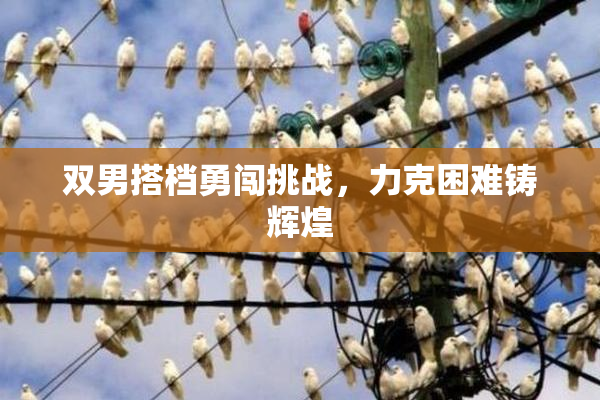双男搭档勇闯挑战，力克困难铸辉煌