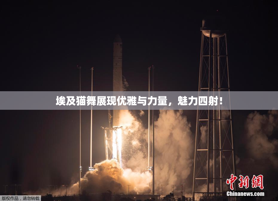 埃及猫舞展现优雅与力量，魅力四射！