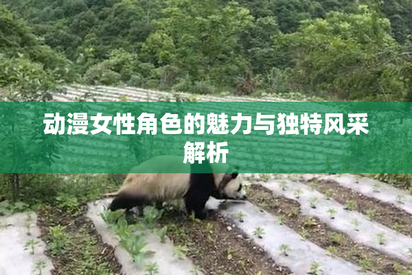 动漫女性角色的魅力与独特风采解析