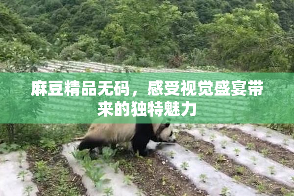 麻豆精品无码，感受视觉盛宴带来的独特魅力