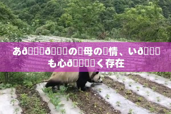 あ🍑👅の✿母の愛情、い😚も心🎆響く存在