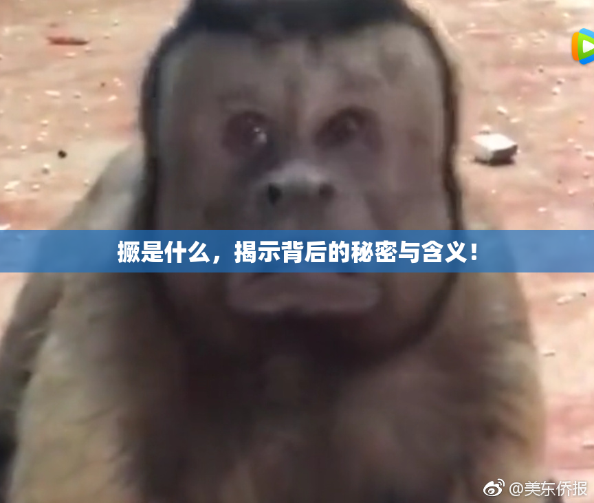 撅是什么，揭示背后的秘密与含义！