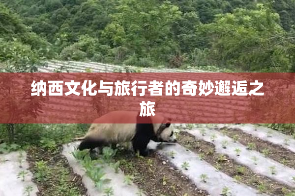 纳西文化与旅行者的奇妙邂逅之旅