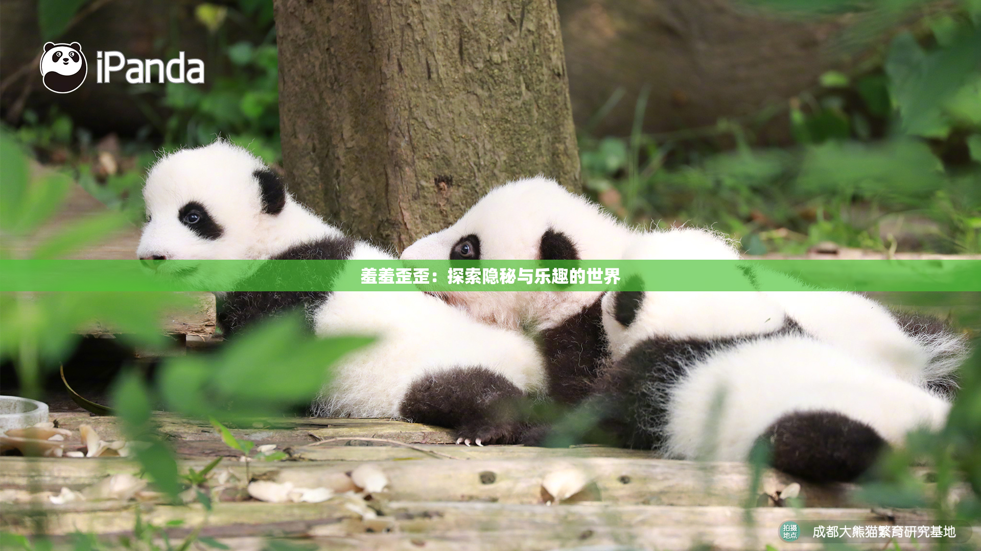 羞羞歪歪：探索隐秘与乐趣的世界