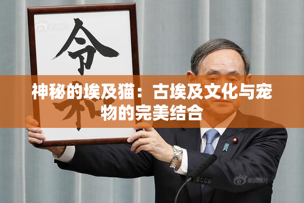 神秘的埃及猫：古埃及文化与宠物的完美结合