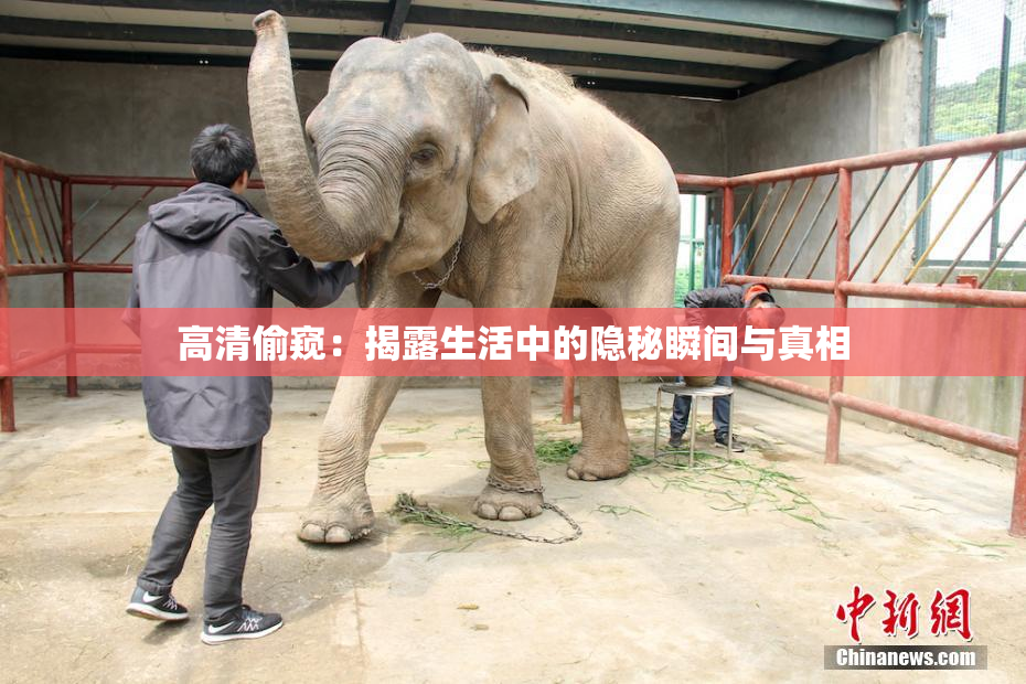 高清偷窥：揭露生活中的隐秘瞬间与真相
