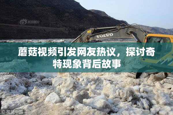 蘑菇视频引发网友热议，探讨奇特现象背后故事