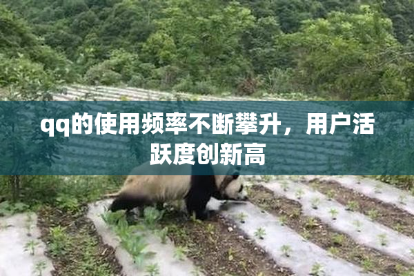 qq的使用频率不断攀升，用户活跃度创新高